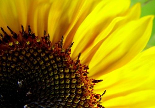 graines de tournesol