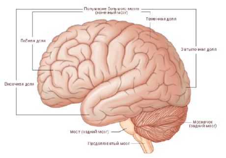 Le cerveau  L'hémisphère du cerveau