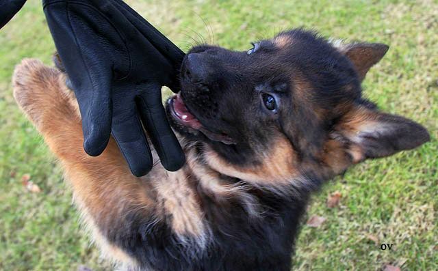 Communication avec d'autres animaux