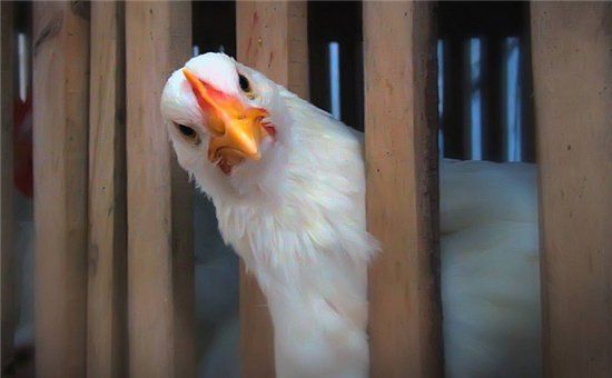 Des médecins allemands tirent la sonnette d'alarme: des microbes résistants aux antibiotiques ont été découverts dans la viande de poulet