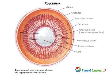 L'objectif  La structure de la lentille