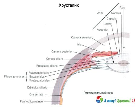 L'objectif  La structure de la lentille