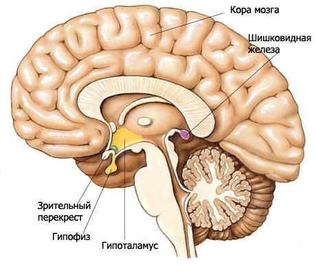 l'hypothalamus