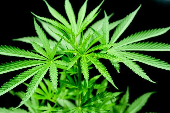 Le cannabis ne réduit pas la douleur, il la rend supportable