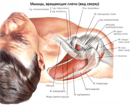 Muscles musculaires et subaigus