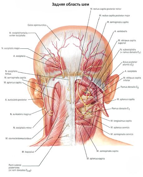 Muscles sous-occipitaux du cou