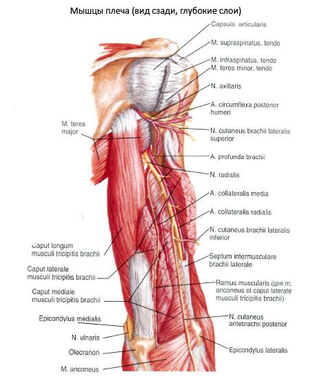 Muscles de l'épaule