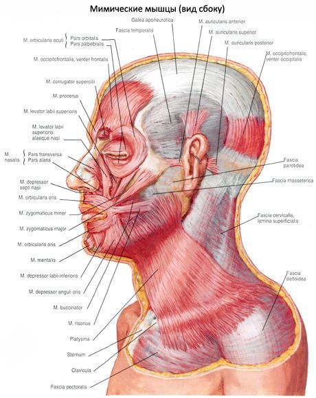 Muscles de l'oreillette