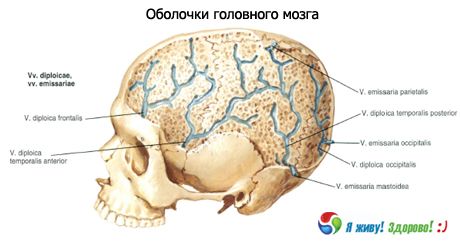 Coquilles du cerveau