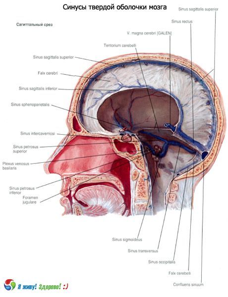 Sinus (sinus) de la membrane solide du cerveau