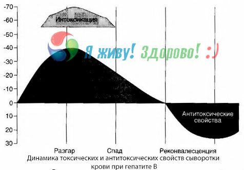 La pathogenèse de l'hépatite B