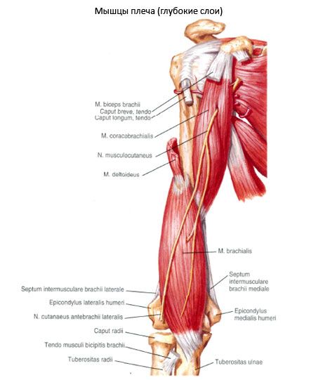 Muscles de l'épaule