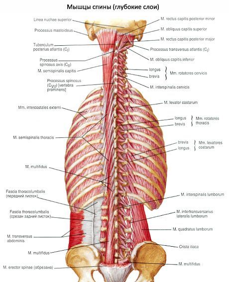Muscles sous-occipitaux du cou