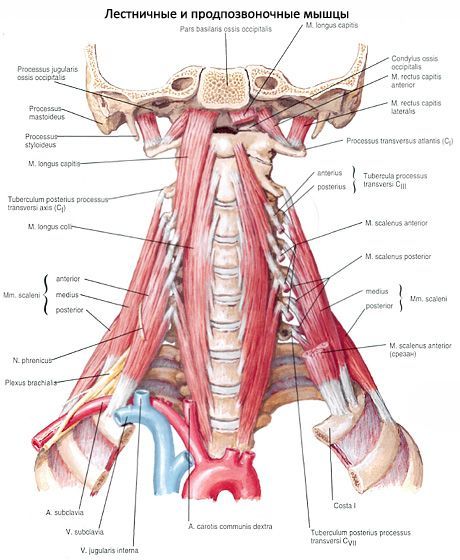 Muscles sous-occipitaux du cou