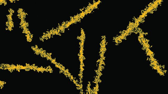 Prions - les agents responsables des maladies à prions