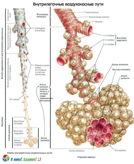 Bronchi.  Système respiratoire des bronches