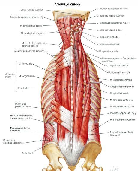 Muscle de la nuque