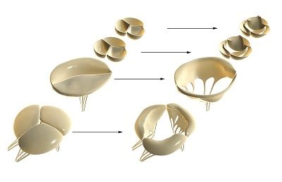 Comment sont disposées les valves cardiaques?