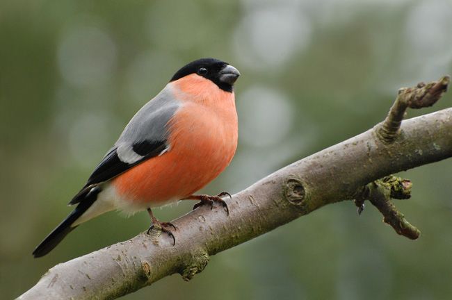 Les scientifiques réfléchissent aux bienfaits des oiseaux sauvages