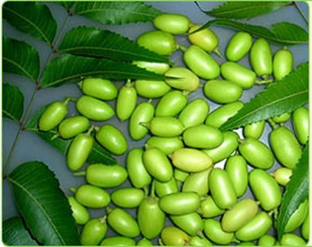 Huile de Neem