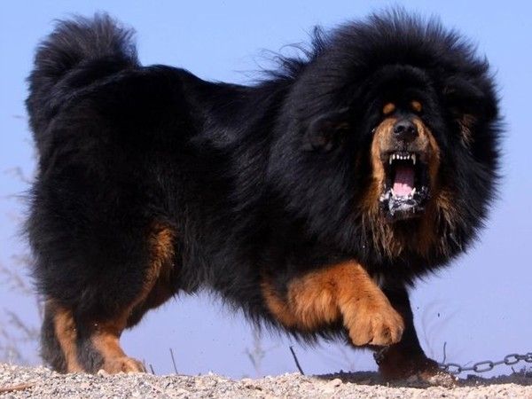 Mastiff tibétain