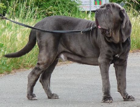 Mastiff napolitain
