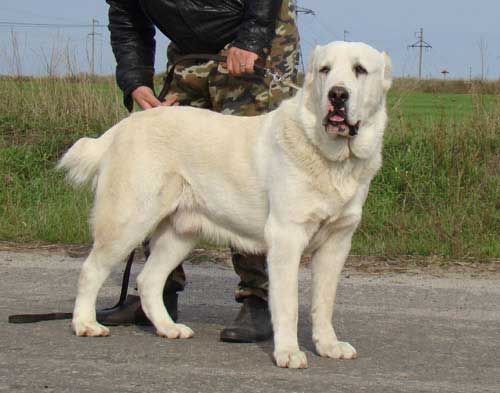Chien de berger d'Asie centrale
