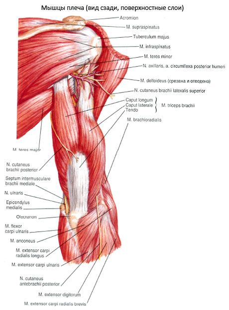 Le muscle ulnaire