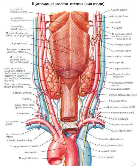 La glande thyroïde (glandula thyroidea)