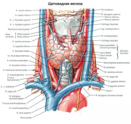 La glande thyroïde (glandula thyroidea)