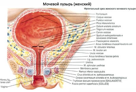 Urètre féminin, urètre féminin