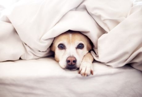 Connaissance d'un chien avec un nouveau-né