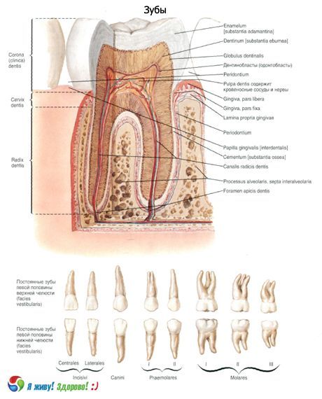 Dents  Structure de la dent