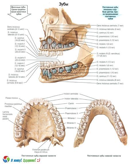 Dents  Structure de la dent